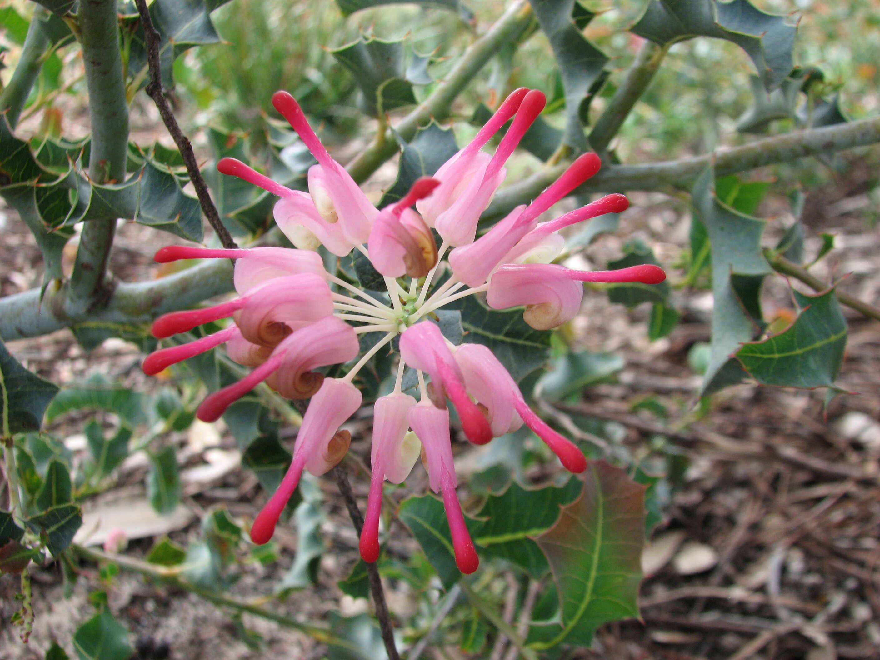 Image of Grevillea insignis