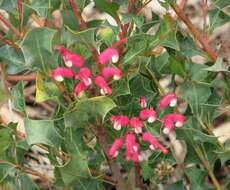 Image of Grevillea insignis