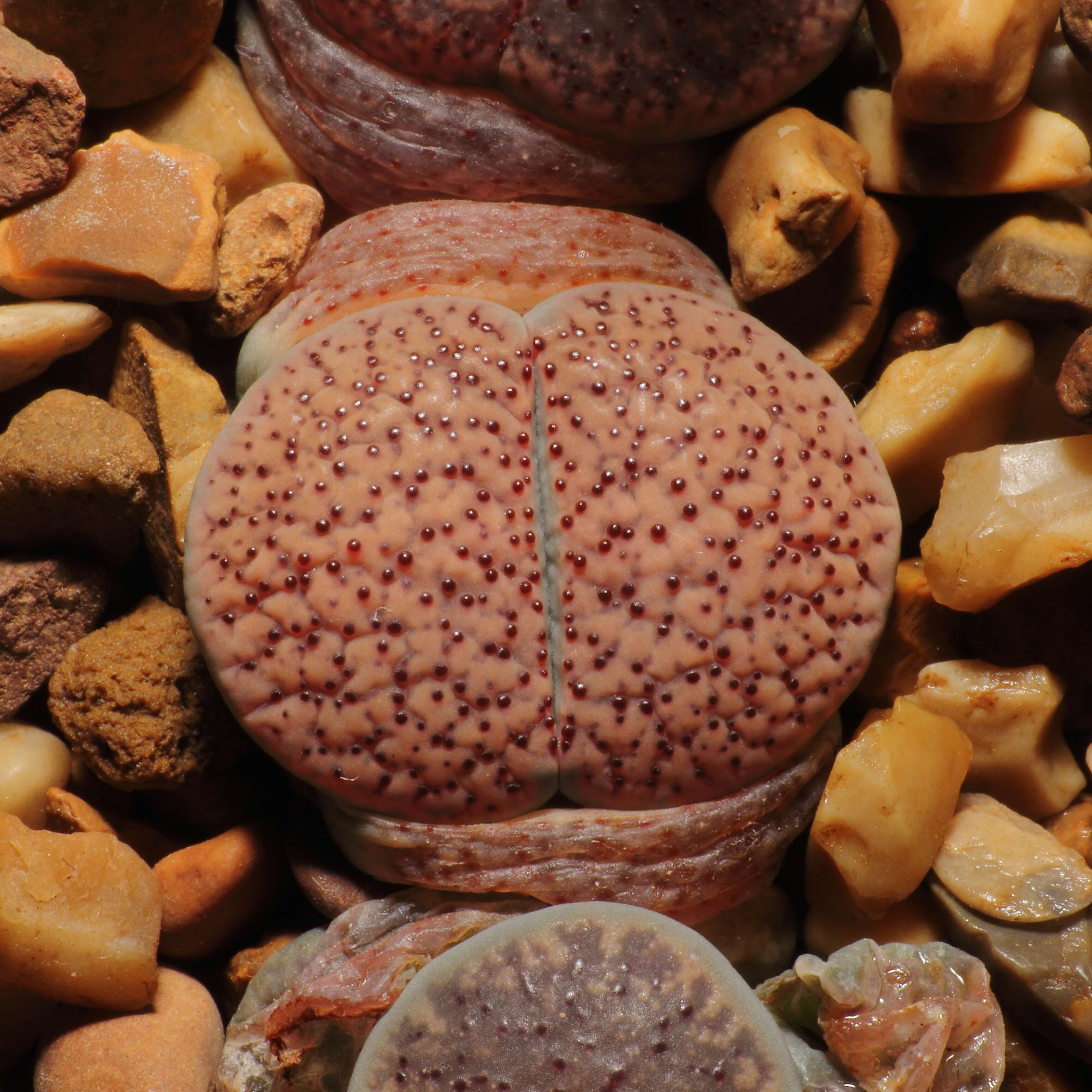 Imagem de Lithops verruculosa Nel