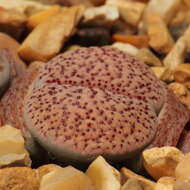 Imagem de Lithops verruculosa Nel