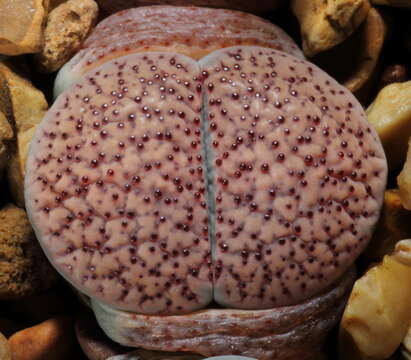 Image of Lithops verruculosa Nel