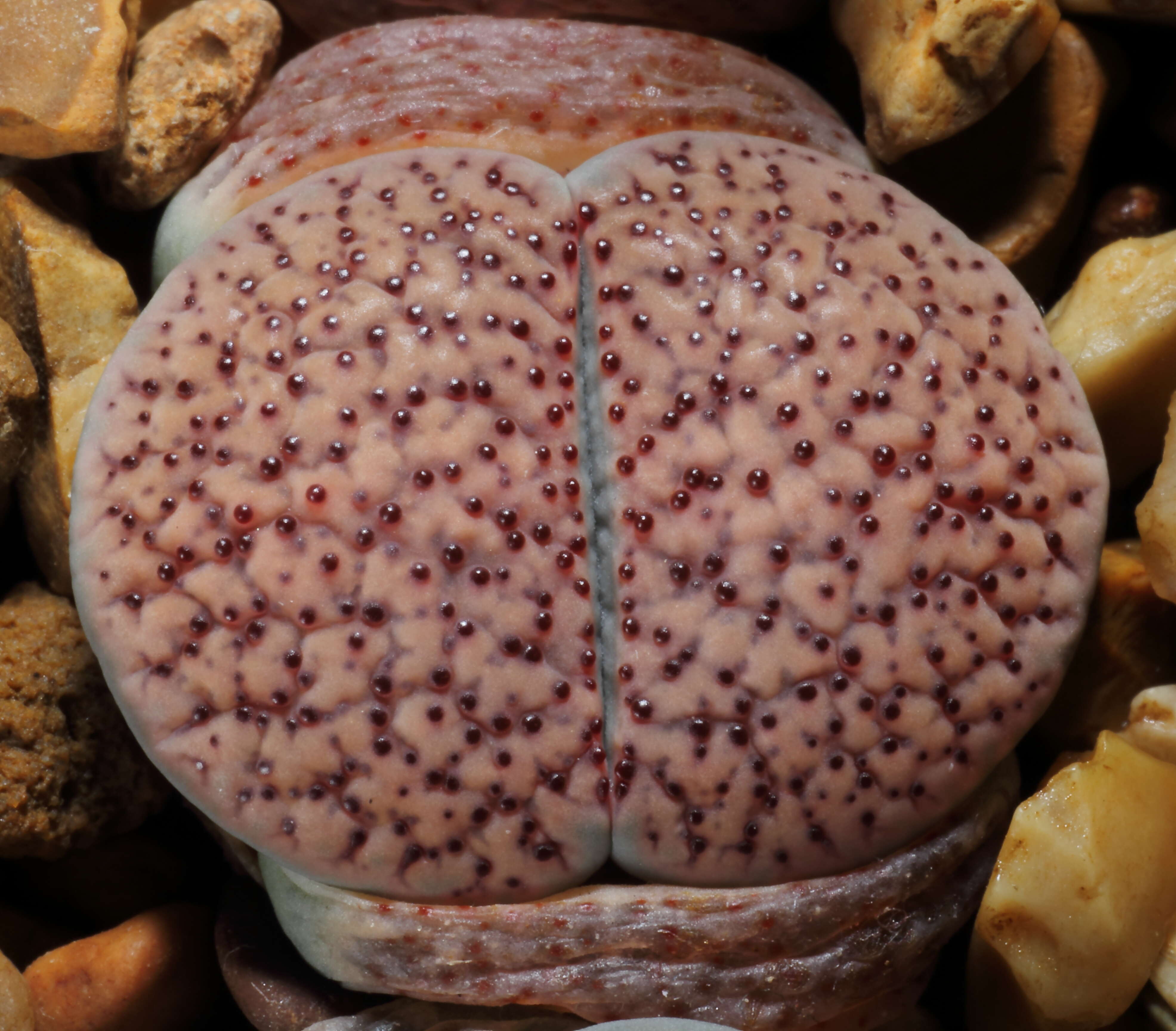 Imagem de Lithops verruculosa Nel