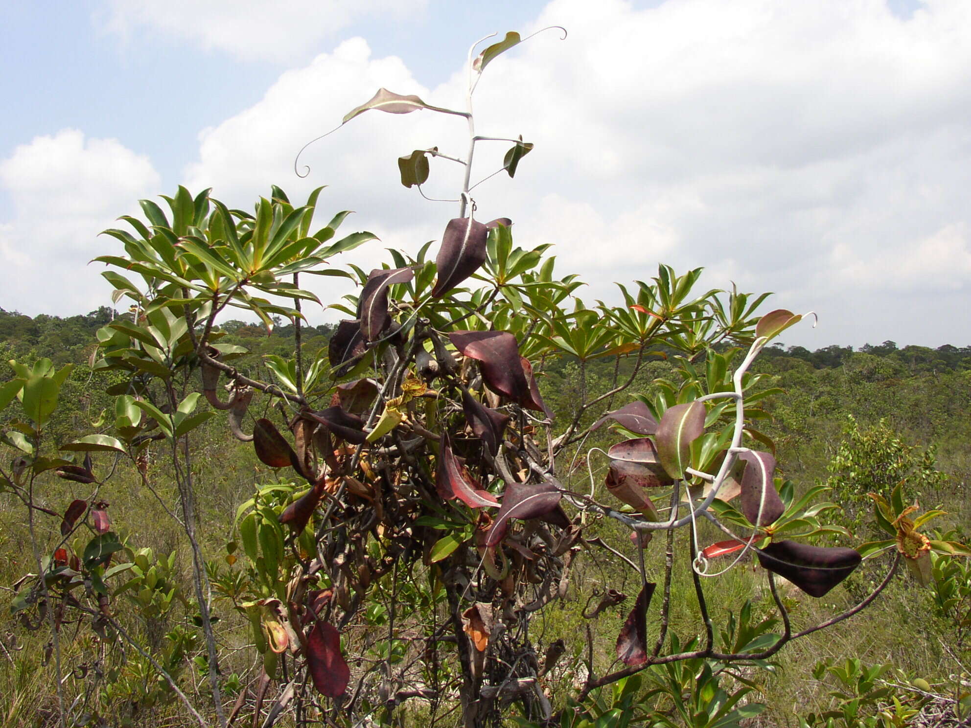 Image of Raffles' pitcher plant