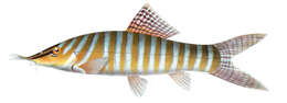 Image of Banded loach