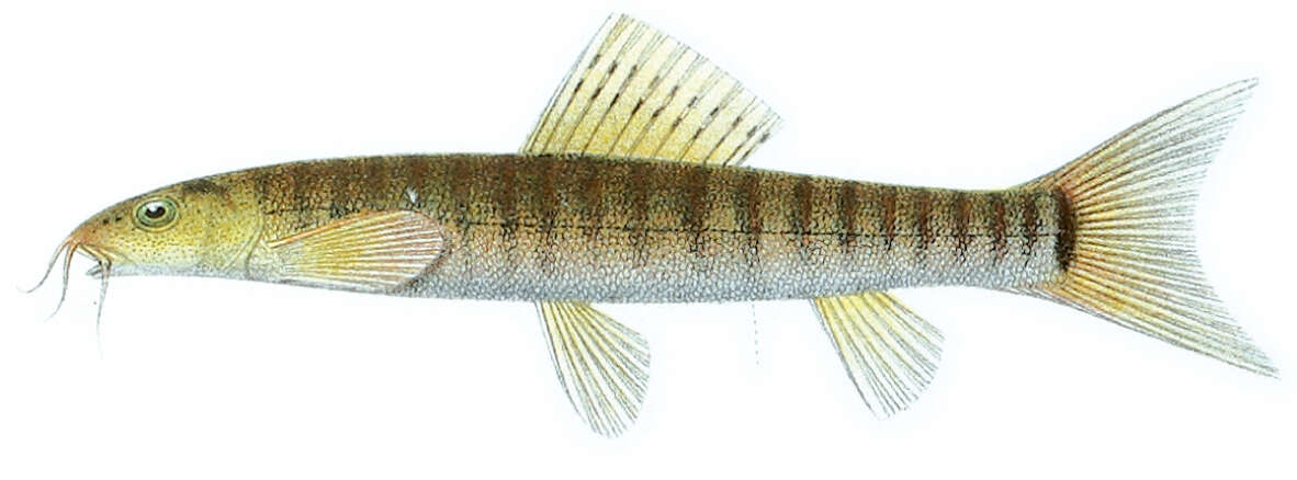 Image of Barred loach