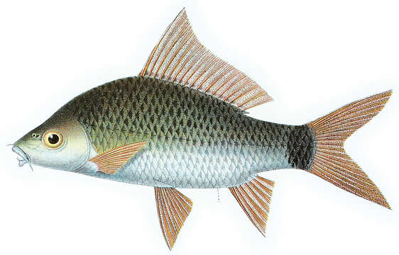 Image of Osteochilus kappenii (Bleeker 1856)