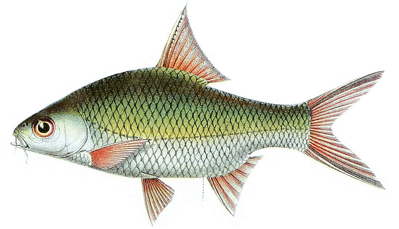 Image of Barb Fish