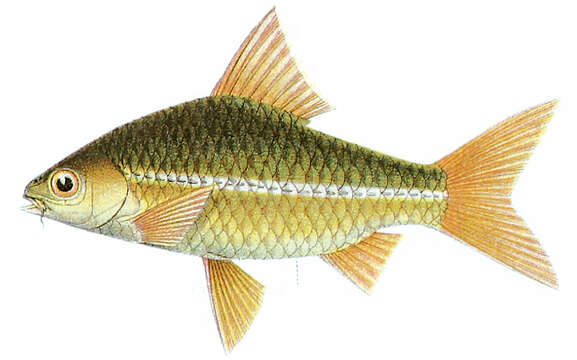 Image of Swamp Barb