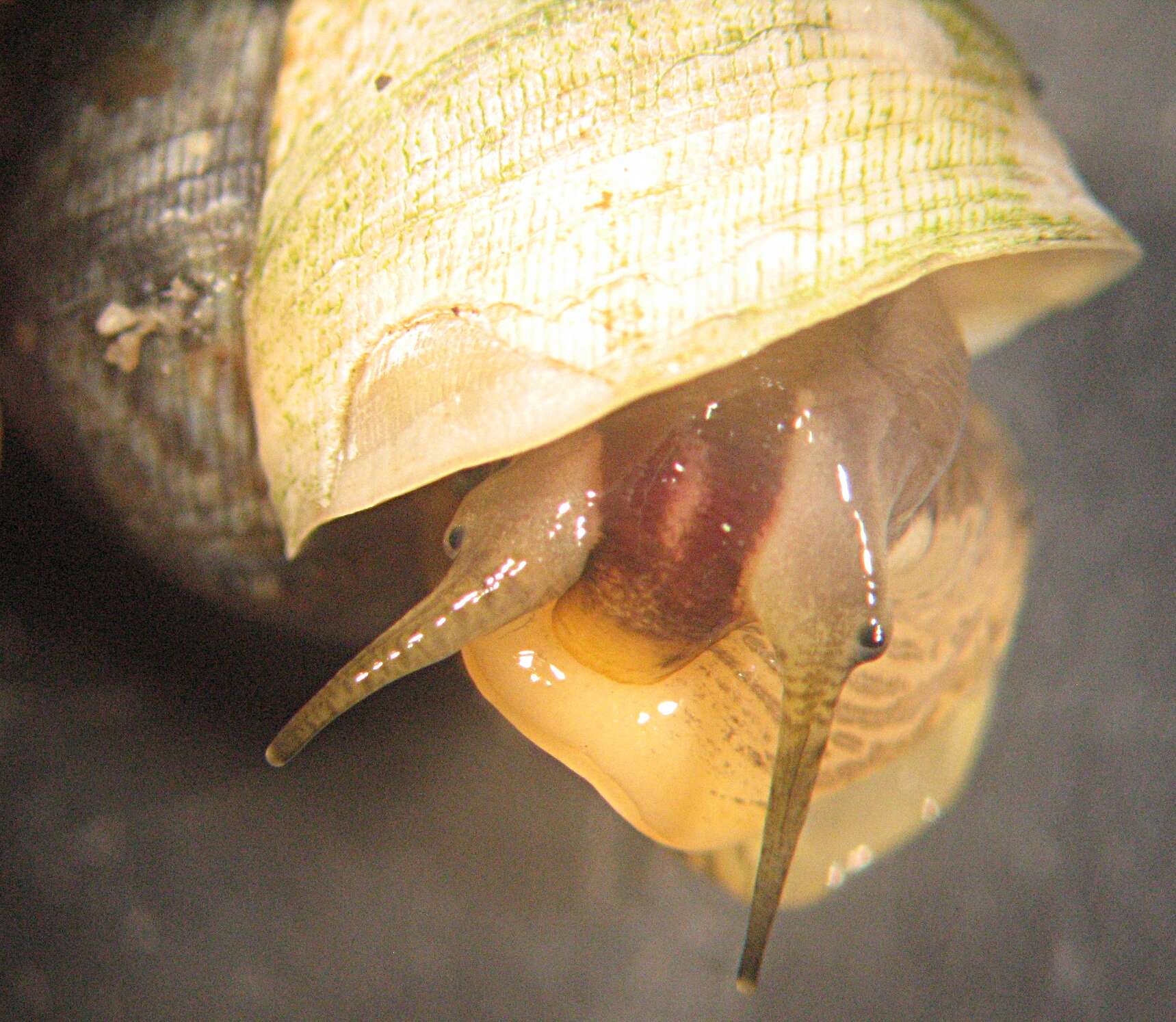 Image of Littoraria flava (P. P. King 1832)