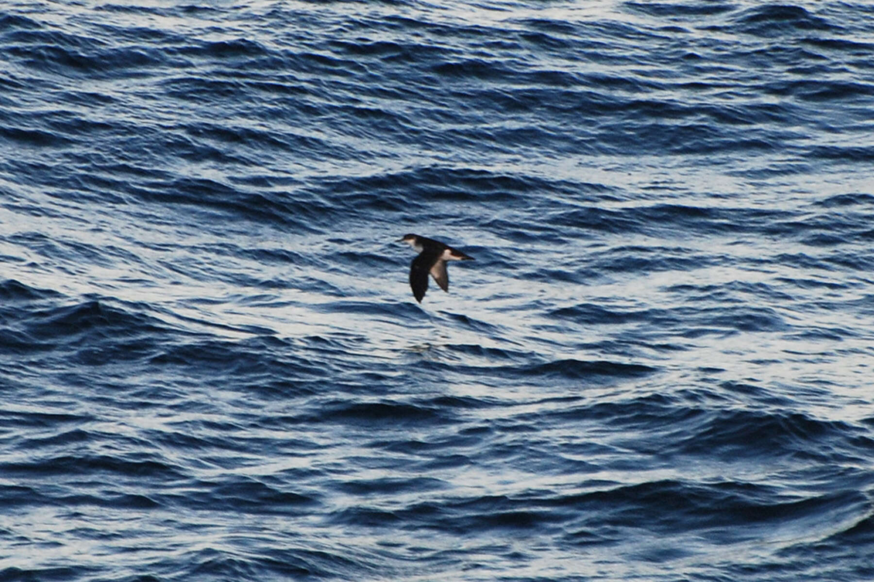 Image of Townsend's Shearwater