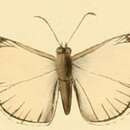 Image de Heliopetes leucola Hewitson 1868