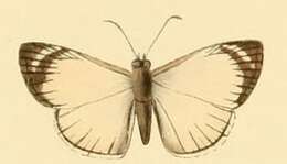 Image of Heliopetes leucola Hewitson 1868