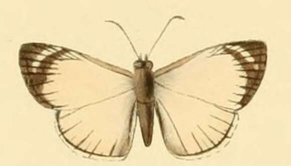 Image of Heliopetes leucola Hewitson 1868