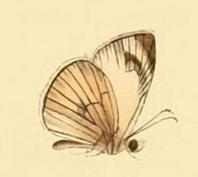 Image of Heliopetes leucola Hewitson 1868