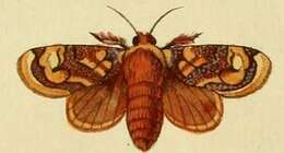 Imagem de Phobetron hipparchia Cramer 1777