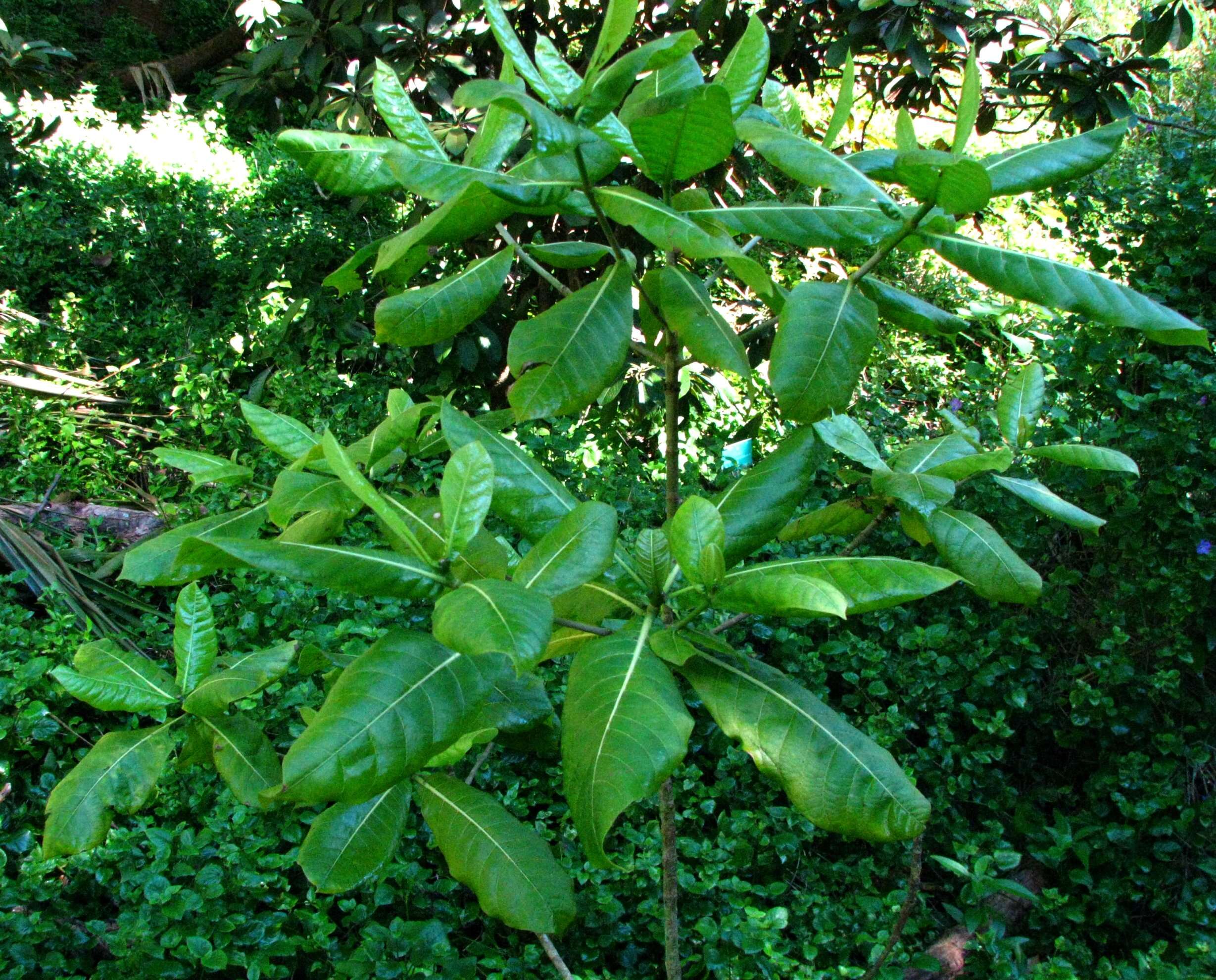 Sivun Gardenia mannii H. St. John & Kuykendall kuva