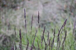 Image of alpine fescue