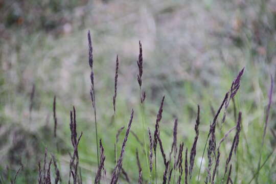 Image of alpine fescue