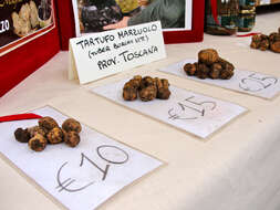 Image of bianchetto truffle