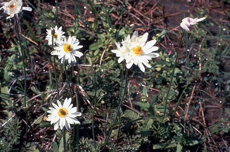 Image of Carolina anemone