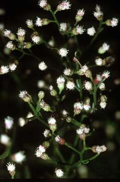 Image of saltwater false willow