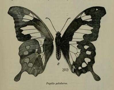 Image of Papilio pelodurus Butler 1896