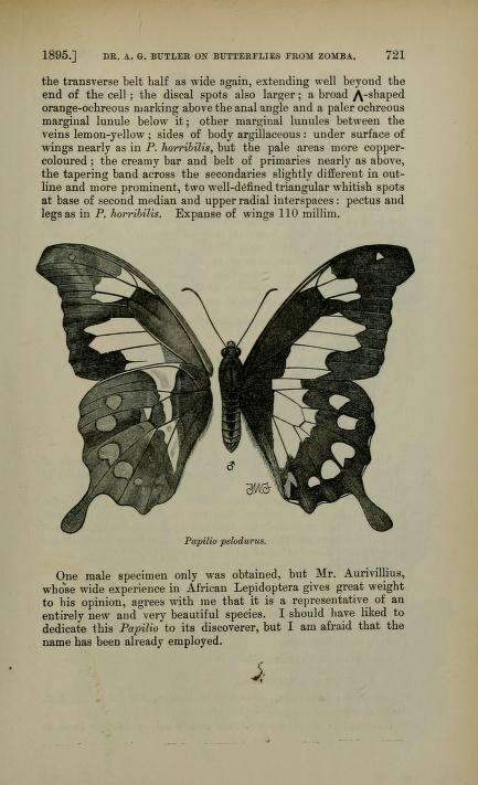 Image of Papilio pelodurus Butler 1896