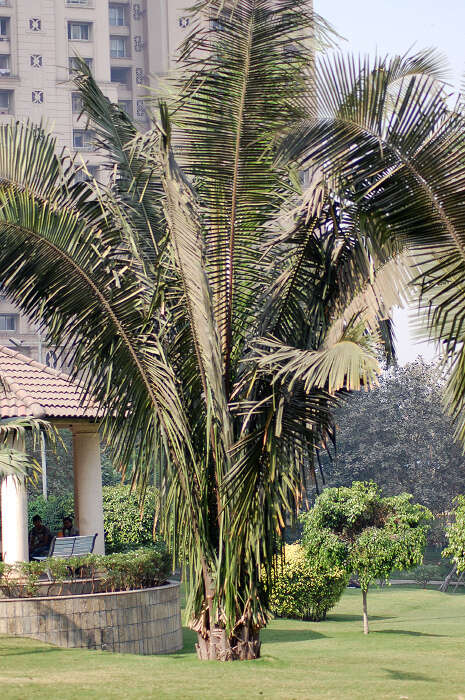 Image of cohune palm