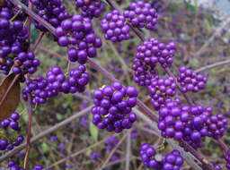 Image de Callicarpa shikokiana Makino