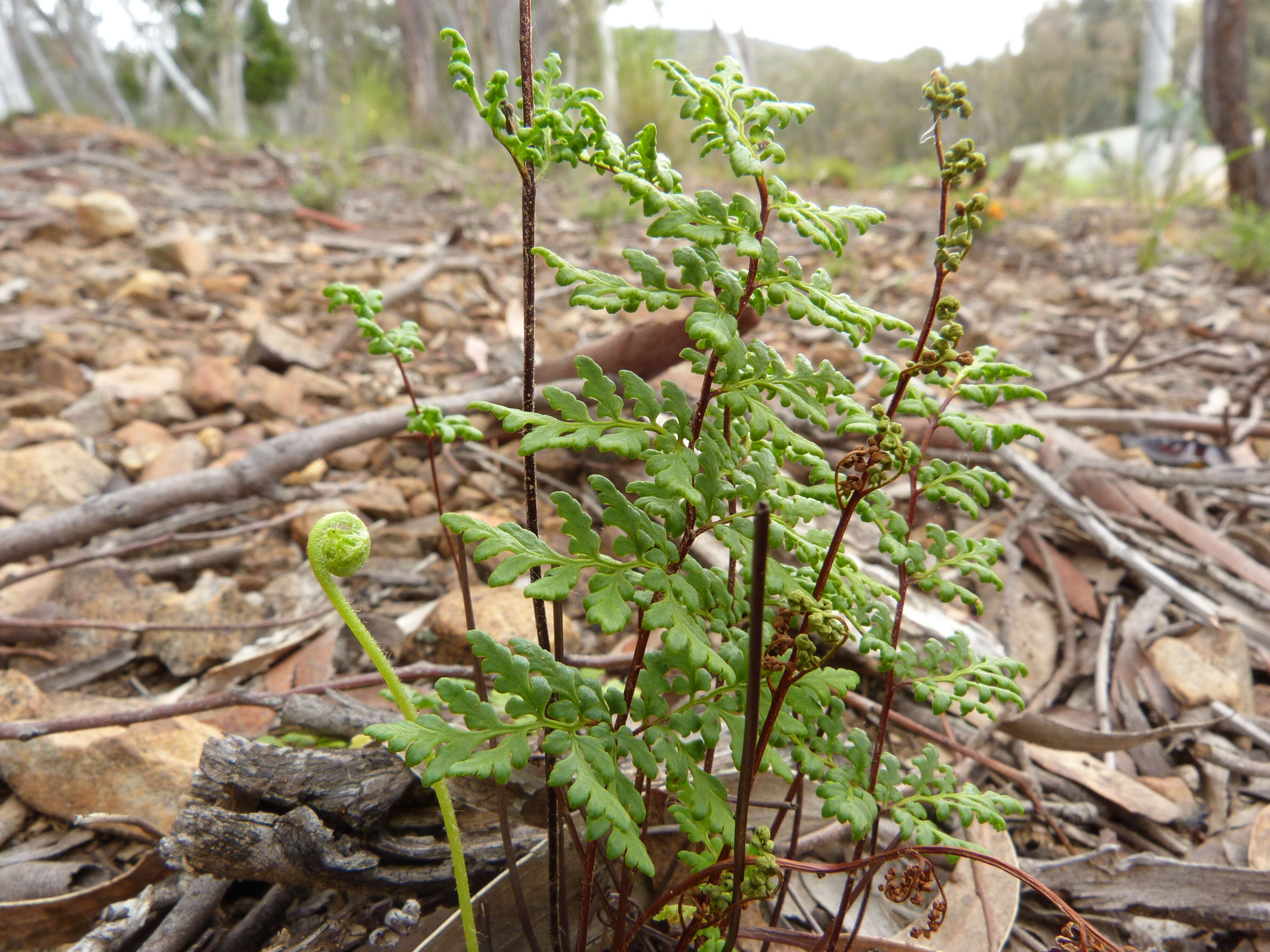 Image of Cheilanthes austrotenuifolia H. M. Quirk & T. C. Chambers