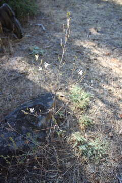 Image of narrowleaf soap plant