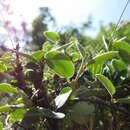 Sivun Cotoneaster cambricus J. Fryer & B. Hylmö kuva