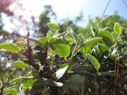 Plancia ëd Cotoneaster cambricus J. Fryer & B. Hylmö