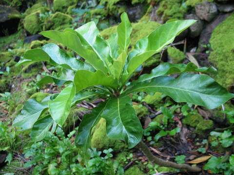 Sivun Cyanea superba (Cham.) A. Gray kuva