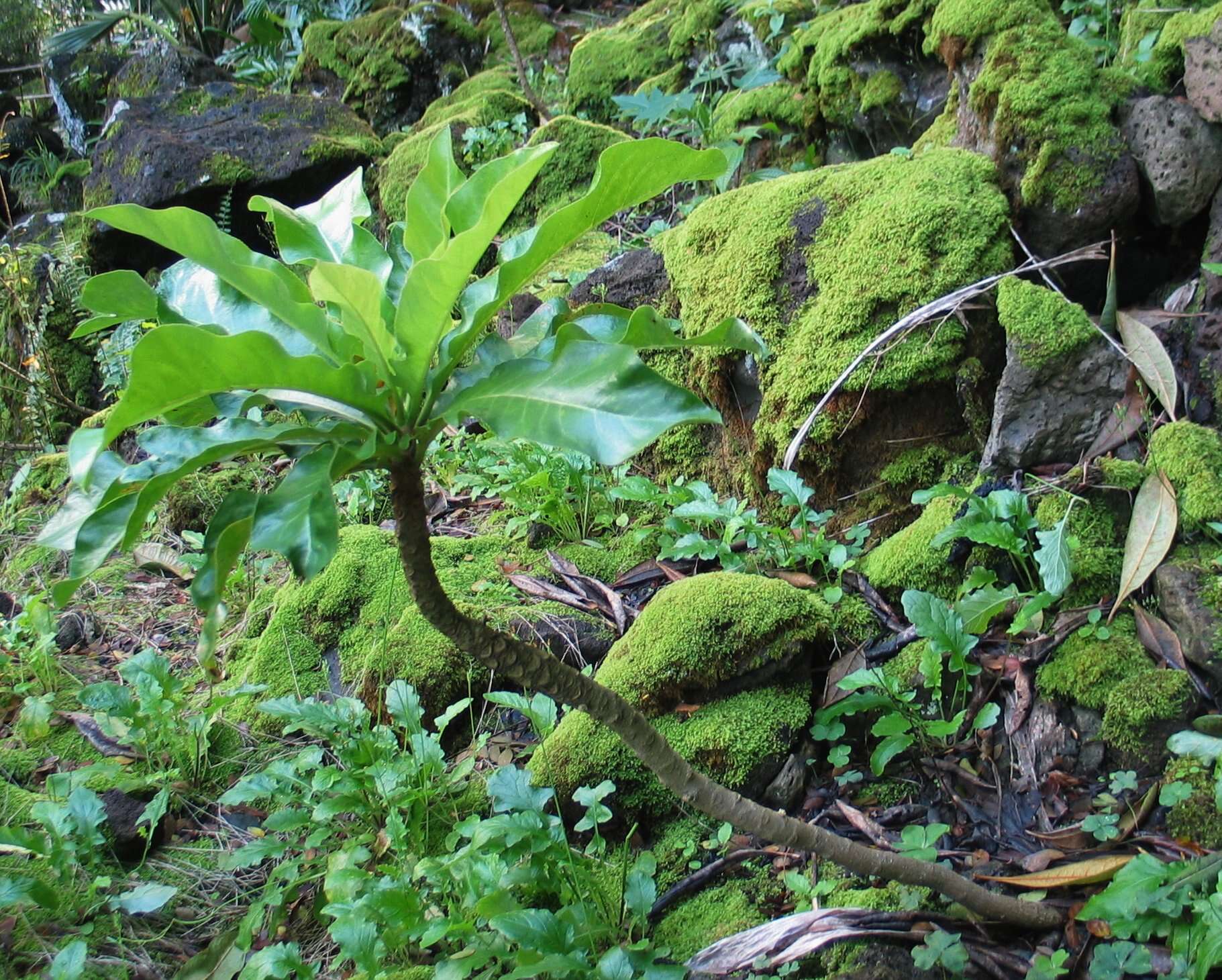 Sivun Cyanea superba (Cham.) A. Gray kuva