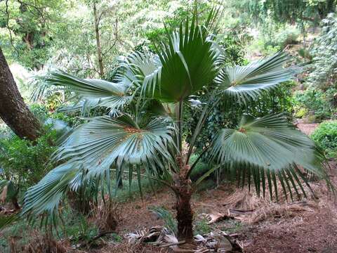 Image of Molokai pritchardia