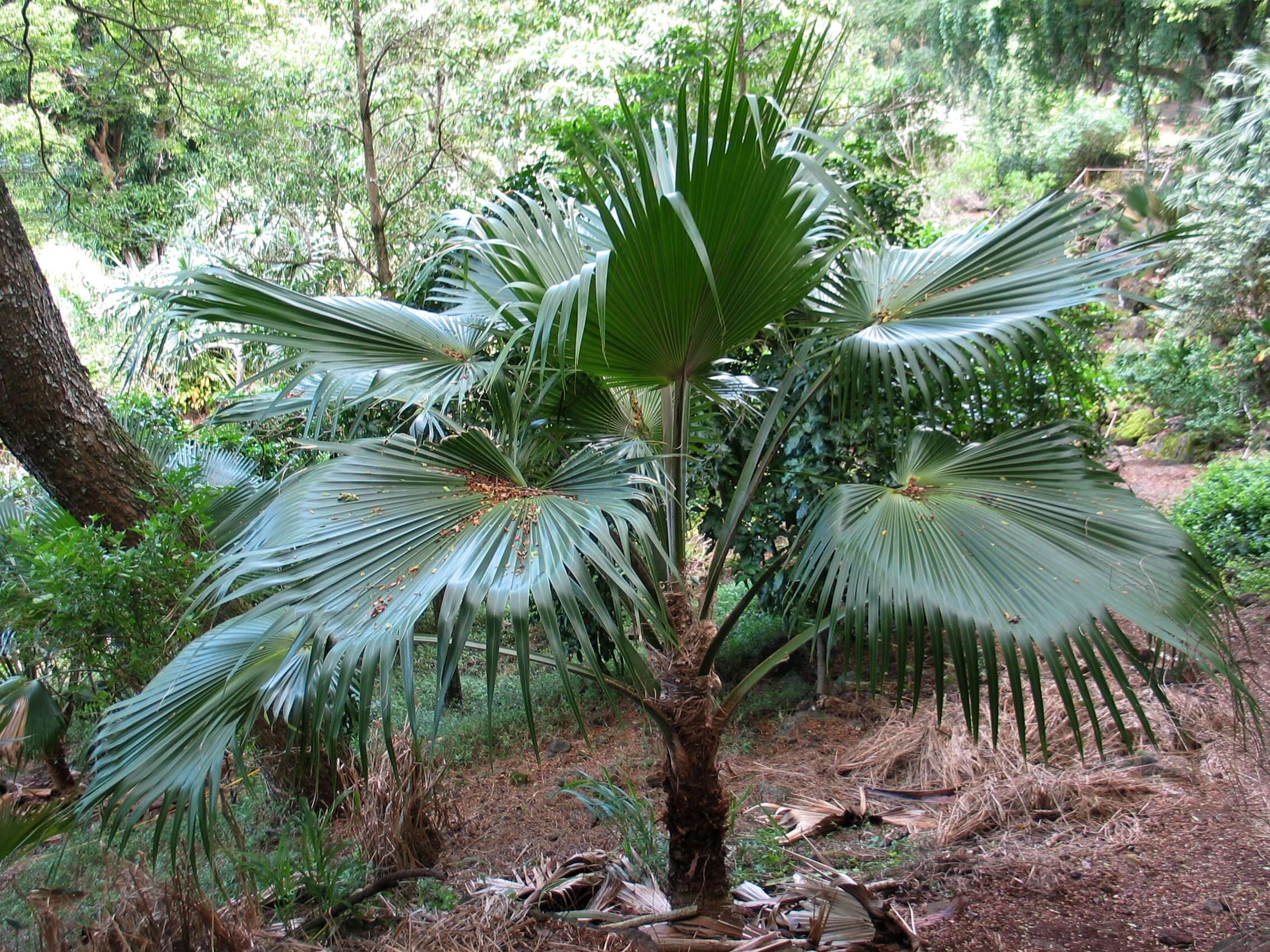 Image of Molokai pritchardia