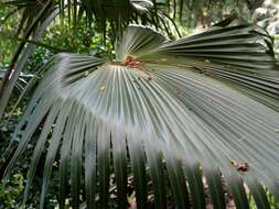 Image of Molokai pritchardia