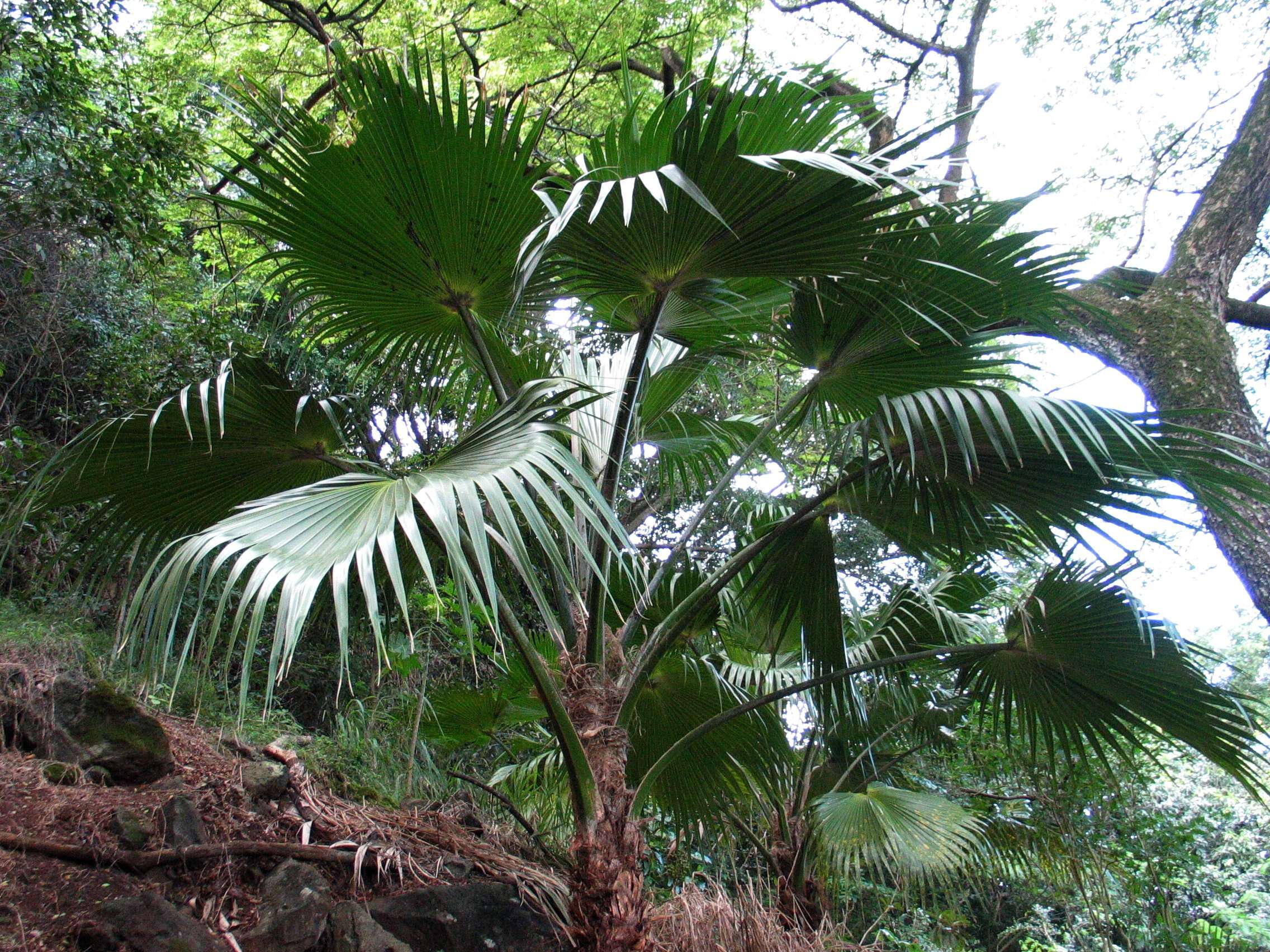 Image of Molokai pritchardia