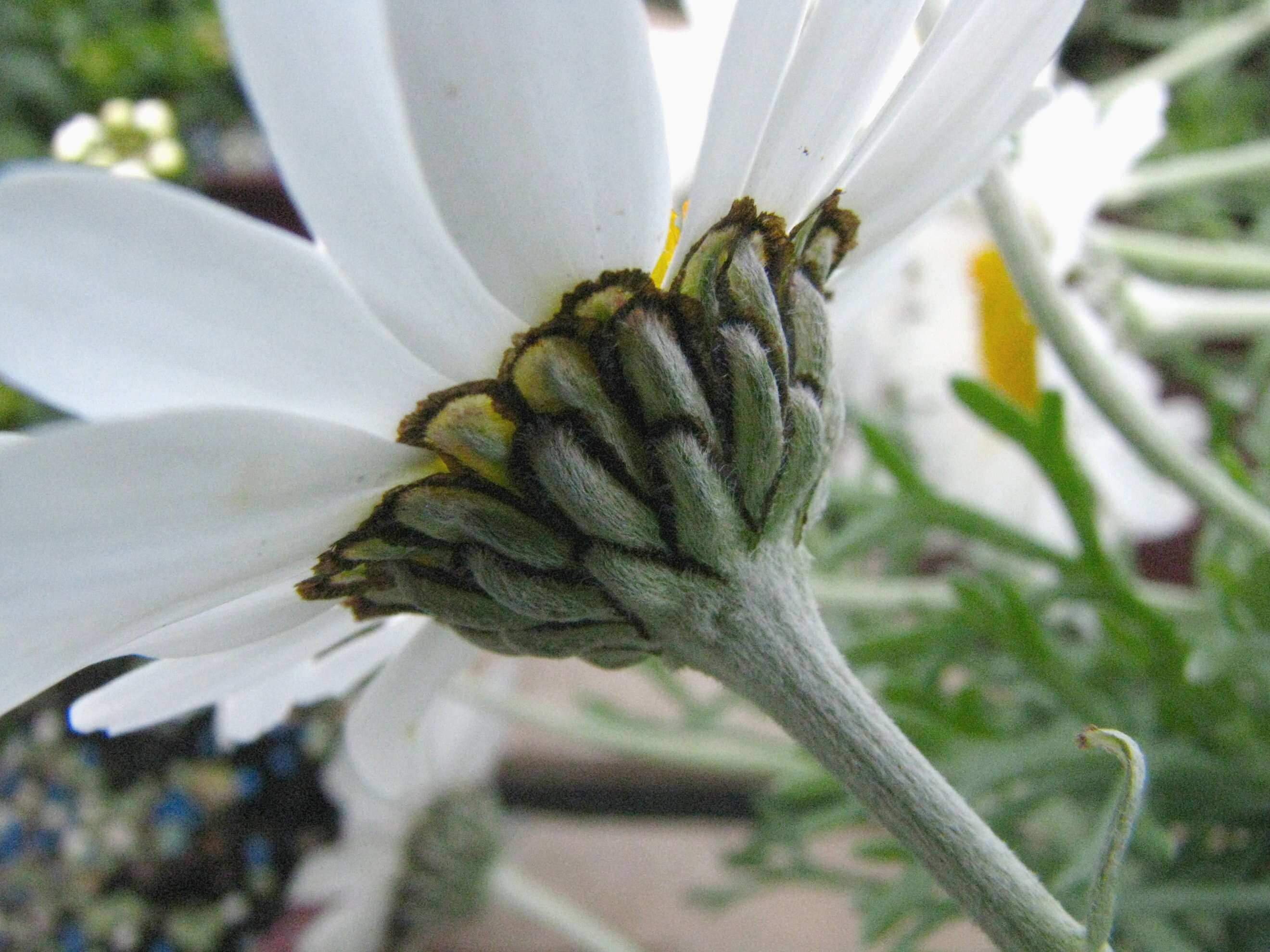 Слика од Rhodanthemum hosmariense (Ball) B. H. Wilcox, K. Bremer & C. J. Humphries