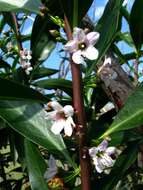 Myoporum sandwicense (A. DC.) Gray resmi