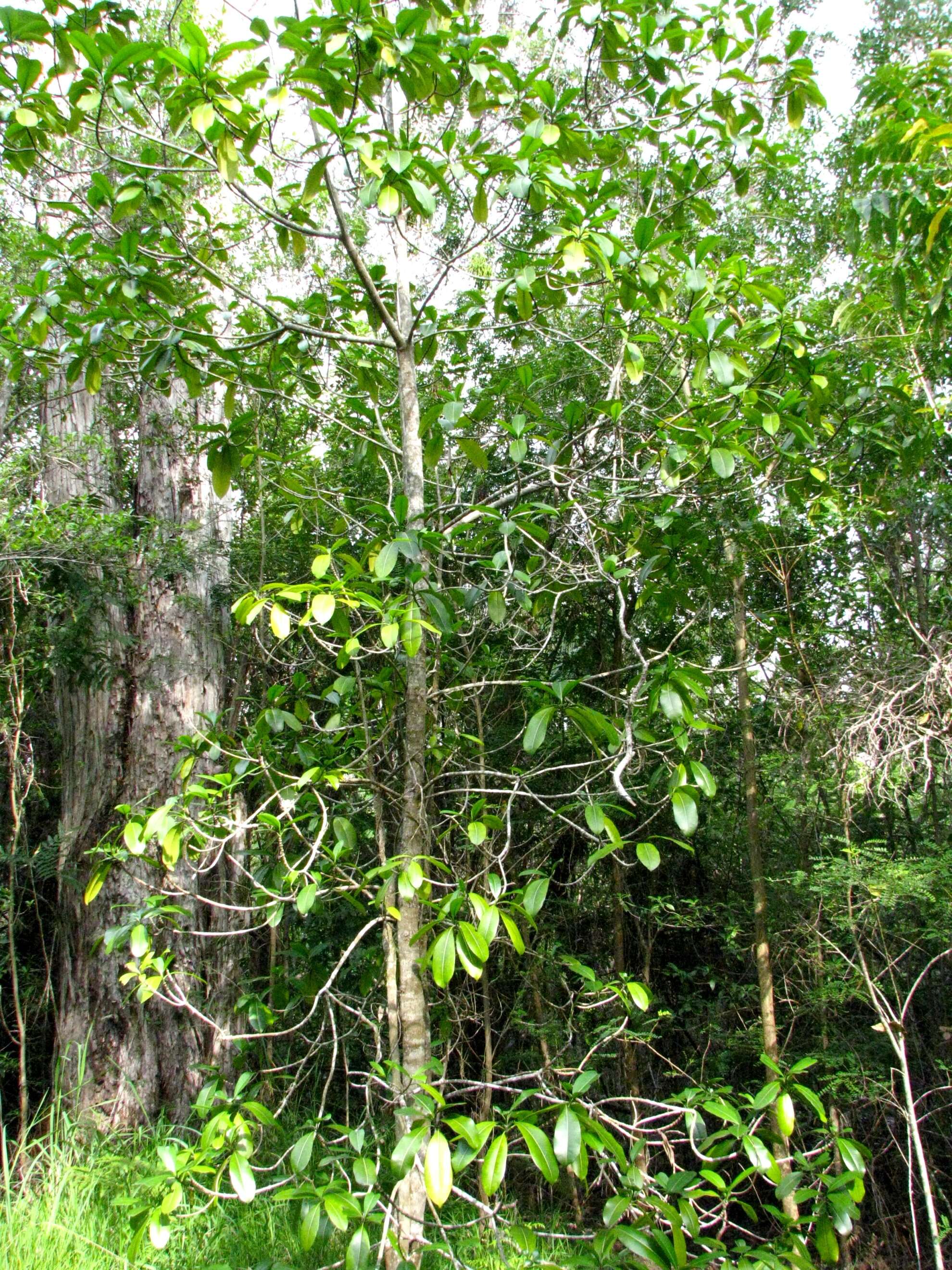 Image of island yellowwood