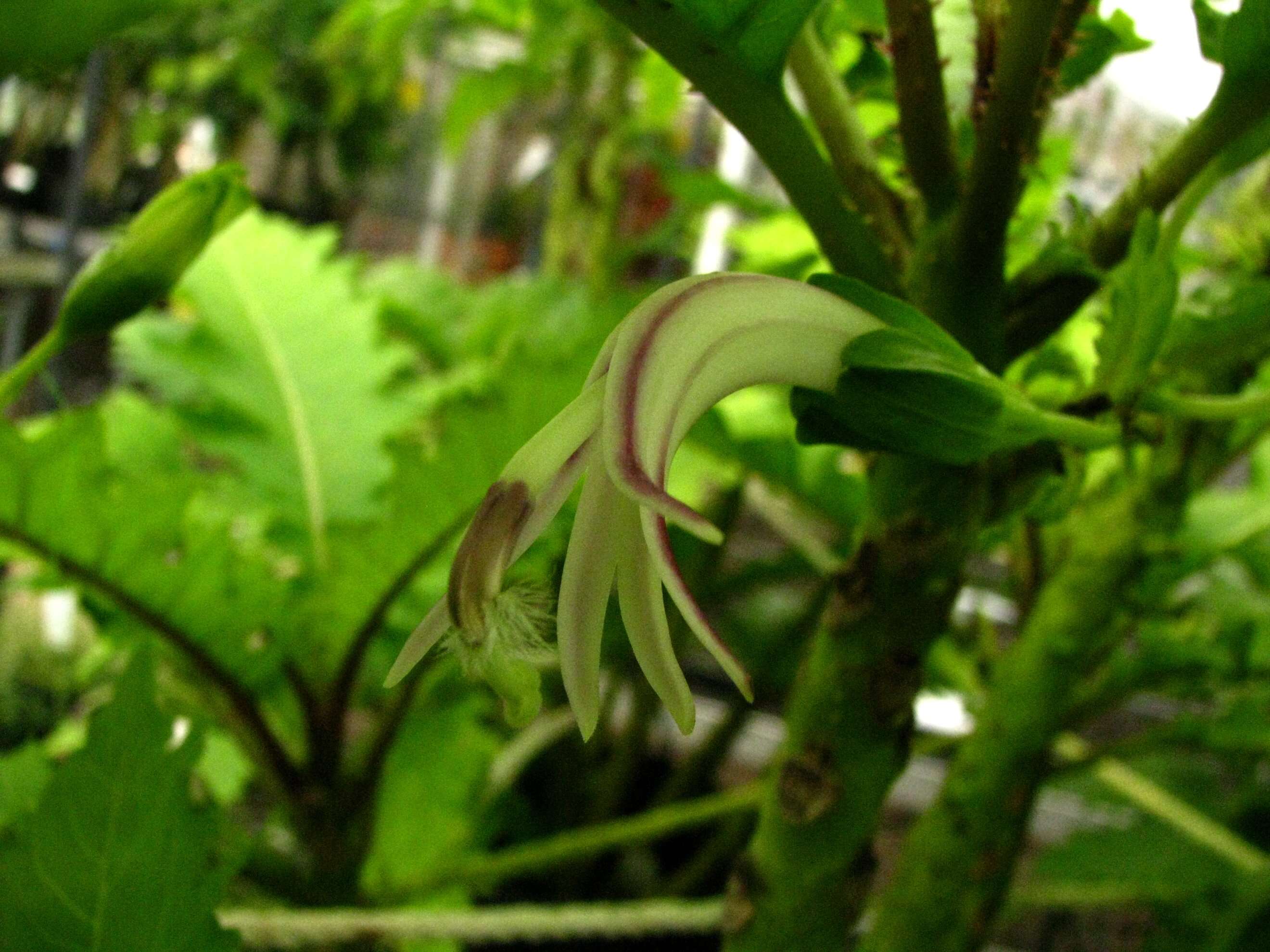 Image of Waihee Valley cyanea