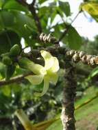 Image of Kauai yellowwood