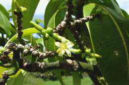 Image of Kauai yellowwood