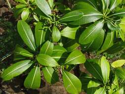 Image of Kauai yellowwood