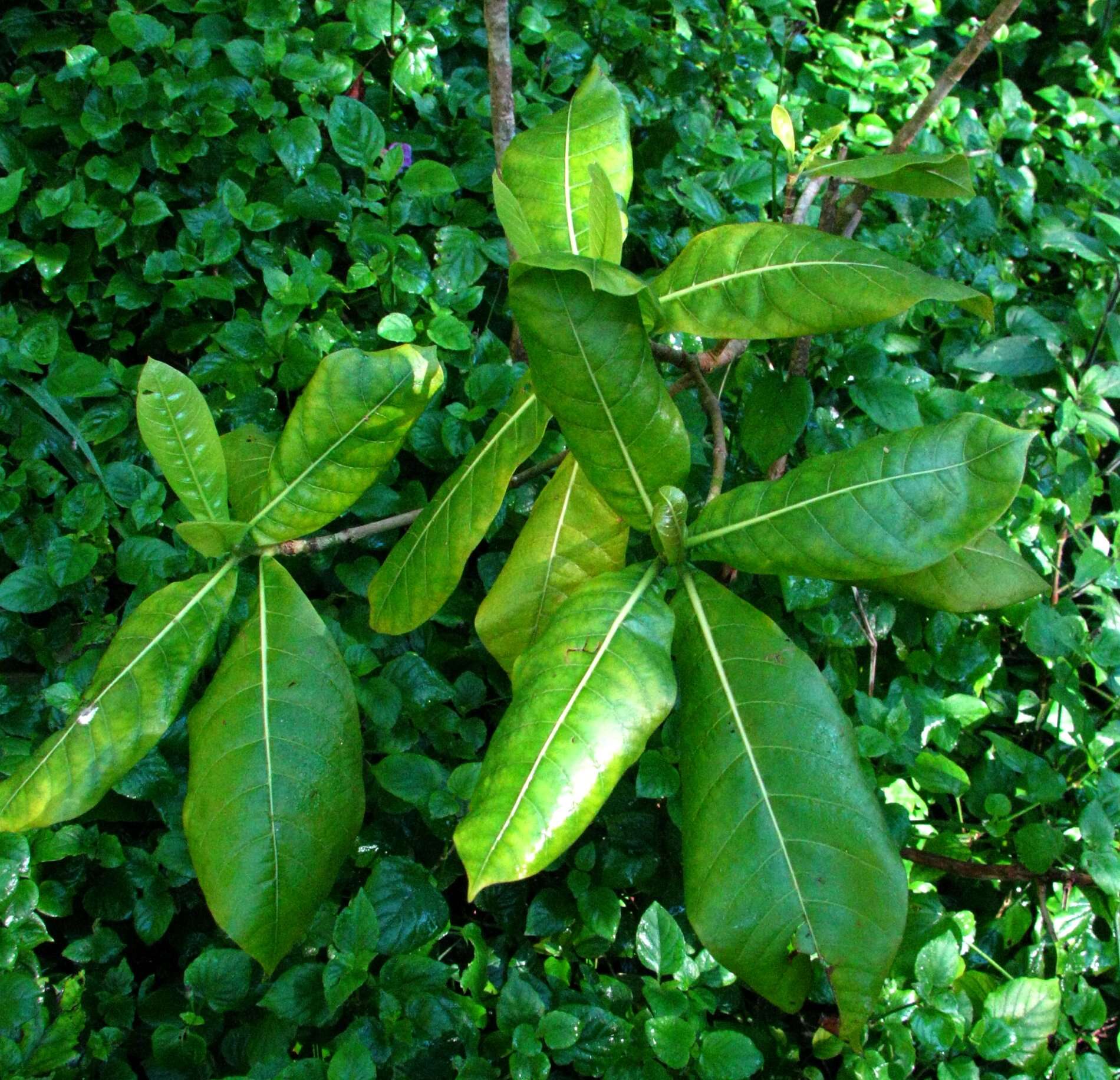 Sivun Gardenia mannii H. St. John & Kuykendall kuva