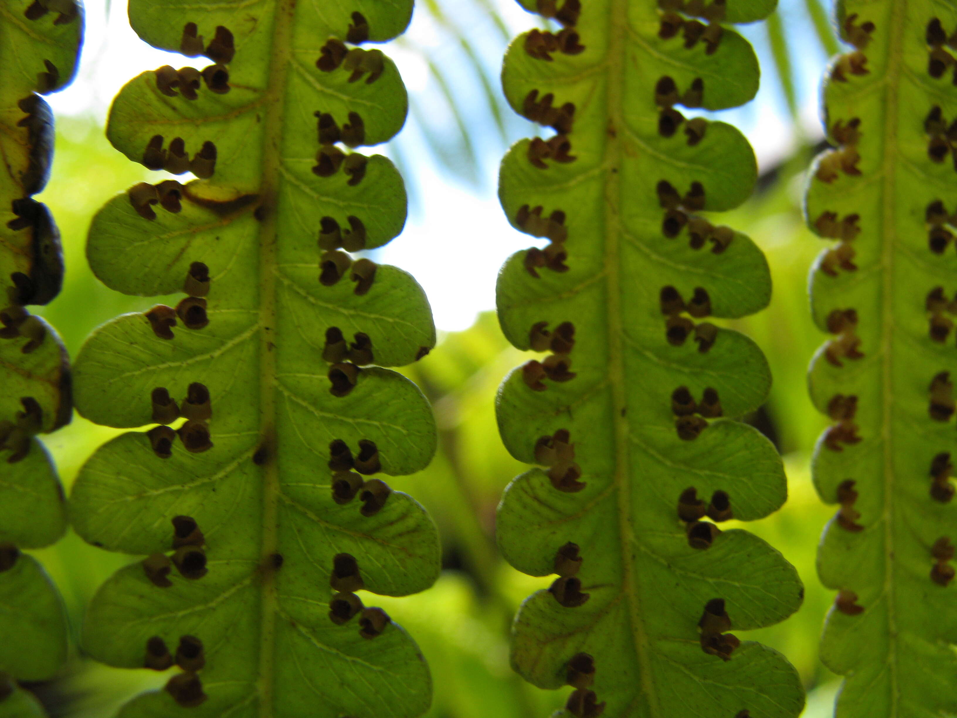 Image of Hapu'u'ii