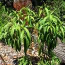 Plancia ëd Silene lanceolata A. Gray