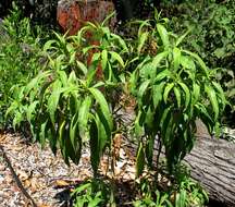 Image de Silene lanceolata A. Gray